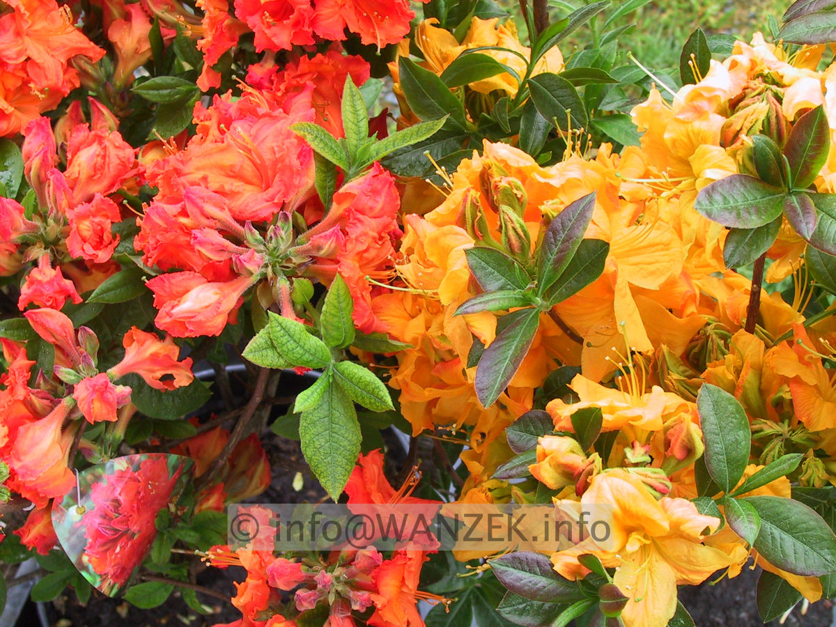 Azalea knaphill Gibraltar+Klondyke.JPG